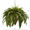 Giant Boston Fern with Cone Hanging Basket