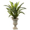 Dracaena Plant with Urn (Real Touch)