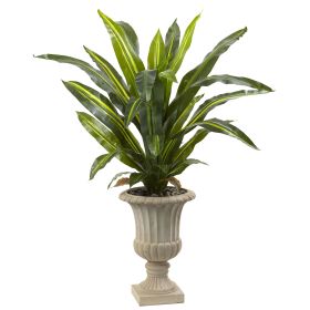Dracaena Plant with Urn (Real Touch)