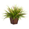Assorted Grass with Planter (Set of 2)