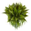 Agave and Senecio Succulent Arrangement