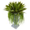 Agave and Senecio Succulent Arrangement