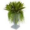 Agave and Senecio Succulent Arrangement
