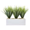 Vanilla Grass in Rectangular Planter