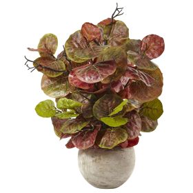 Seagrape Plant in Sand Colo Red Bowl