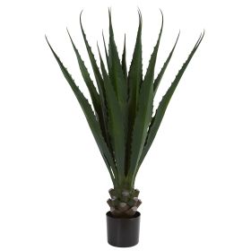 Agave Plant