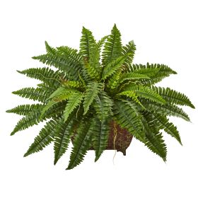 Boston Fern in Metal Planter