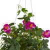 Petunia Hanging Basket