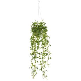 Tradescantia Hanging Basket