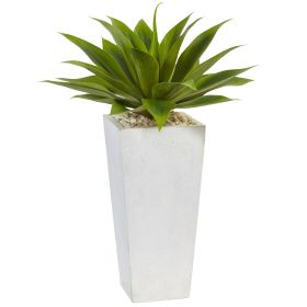 Agave in White Planter