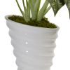 Dieffenbachia in Swirl Ceramic
