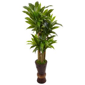 Cornstalk Dracaena Plant in Planter (Real Touch)