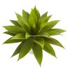 Agave in Sand Colo Red Bowl