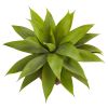 Agave Succulent in Weave Planter