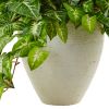 Nephthytis in White Planter