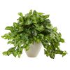 Nephthytis in White Planter