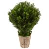 Cedar in Barrel Planter (Indoor/Outdoor)