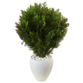 Cedar in White Textu Red Planter (Indoor/Outdoor)