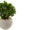 Eucalyptus in Bowl UV Resistant (Indoor/Outdoor)