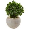 Eucalyptus in Bowl UV Resistant (Indoor/Outdoor)