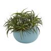 Succulent Artificial Plant in Blue Planter