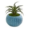 Air Plant Artificial Succulent in Blue Vase (Set of 2)