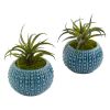 Air Plant Artificial Succulent in Blue Vase (Set of 2)