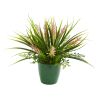 Eucalyptus Grass and Sedum Plant in Planter (Set of 3)