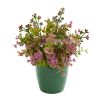 Eucalyptus Grass and Sedum Plant in Planter (Set of 3)