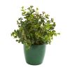Eucalyptus Grass and Sedum Plant in Planter (Set of 3)
