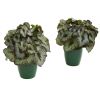 Rex Begonia Artificial Plant in Green Planter (Set of 2)