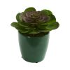 Echeveria Succulent Plant in Green Planter (Set of 2)