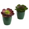 Echeveria Succulent Plant in Green Planter (Set of 2)