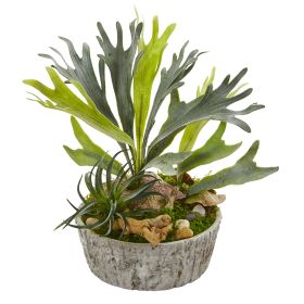 Staghorn and Succulent Plant in Weathe Red Planter
