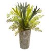 Staghorn and Maiden Hair Fern Plant in Weathe Red Vase