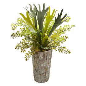 Staghorn and Maiden Hair Fern Plant in Weathe Red Vase