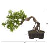 Bonsai Styled Podocarpus Artificial Plant