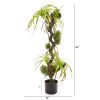 Air Plant and Succulent Jungle Artificial Plant