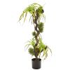 Air Plant and Succulent Jungle Artificial Plant