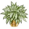 Silver Queen Artificial Plant in Planter (Set of 2)