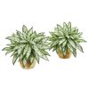Silver Queen Artificial Plant in Planter (Set of 2)