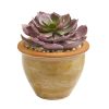 Large Succulent Plant in Ceramic Vase (Set of 2)