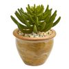 Large Succulent Plant in Ceramic Vase (Set of 2)