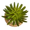 Large Succulent Plant in Ceramic Vase (Set of 2)