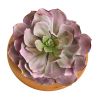 Large Succulent Plant in Ceramic Vase (Set of 2)