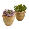 Large Succulent Plant in Ceramic Vase (Set of 2)