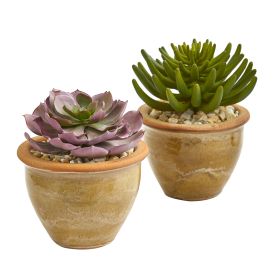 Large Succulent Plant in Ceramic Vase (Set of 2)