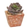 Mixed Succulent Plant in Terra Cotta Planter (Set of 2)