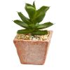 Mixed Succulent Plant in Terra Cotta Planter (Set of 2)