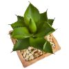 Mixed Succulent Plant in Terra Cotta Planter (Set of 2)